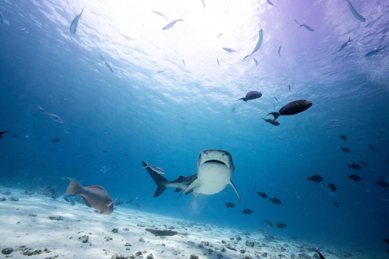 Tiger Shark Residence & Dive Fuvahmulah 外观 照片