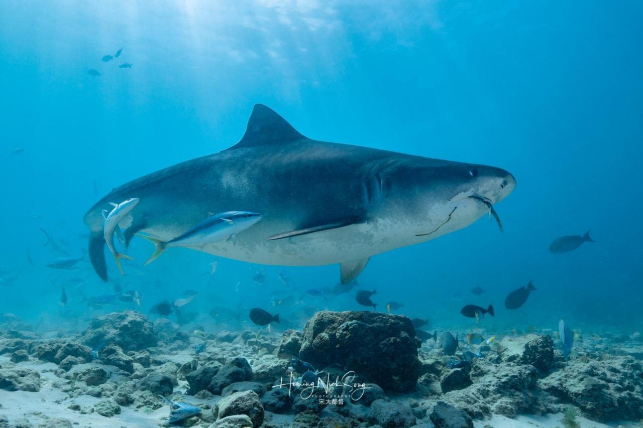 Tiger Shark Residence & Dive Fuvahmulah 外观 照片